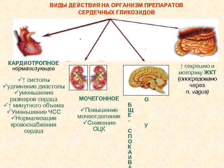 ВИДЫ ДЕЙСТВИЯ НА ОРГАНИЗМ ПРЕПАРАТОВ СЕРДЕЧНЫХ ГЛИКОЗИДОВ КАРДИОТРОПНОЕ нормализующее ü↑ систолы üудлинение диастолы üуменьшение