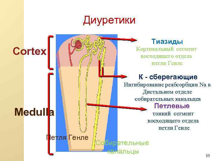 Диуретики Tиазиды Cortex Кортикальный сегмент восходящего отдела петли Генле К - сберегающие Ингибирование реабсорбции