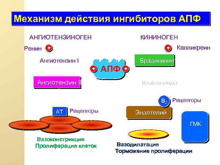 Механизм действия ингибиторов АПФ АНГИОТЕНЗИНОГЕН КИНИНОГЕН Ренин + + Ангиотензин II АПФ Калликреин Брадикинин