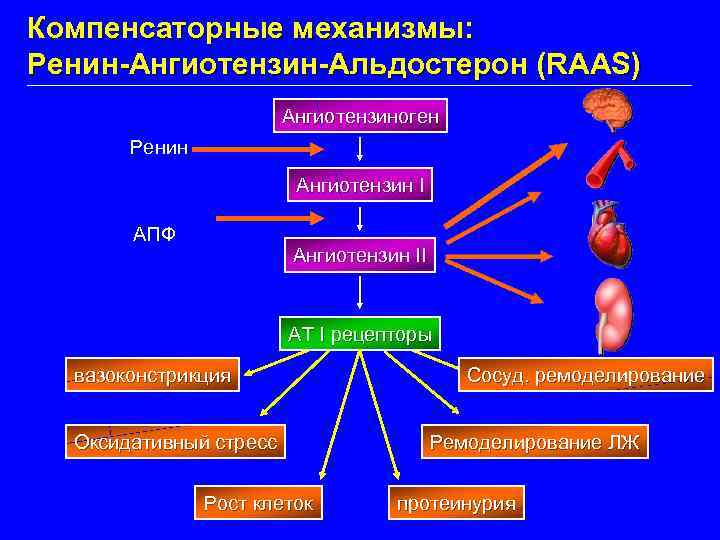 Компенсаторные механизмы: Ренин-Ангиотензин-Альдостерон (RAAS) Ангиотензиноген Ренин Ангиотензин I АПФ Ангиотензин II AT I рецепторы