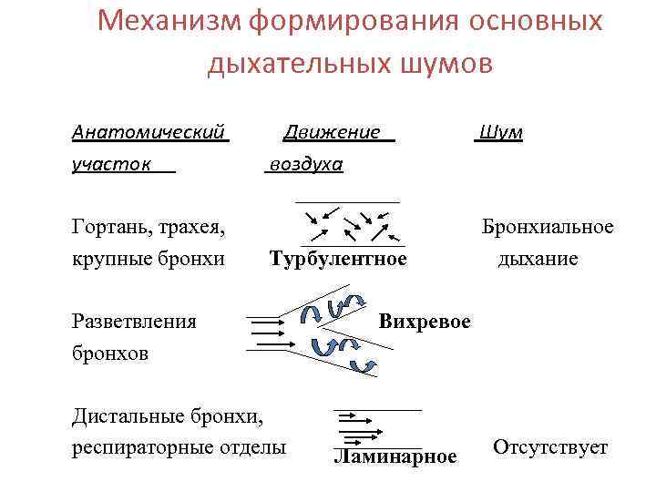 Механизм формирования основных дыхательных шумов Анатомический участок Движение воздуха Гортань, трахея, крупные бронхи Турбулентное