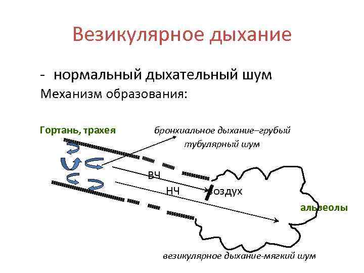 Везикулярное дыхание - нормальный дыхательный шум Механизм образования: Гортань, трахея бронхиальное дыхание–грубый тубулярный шум