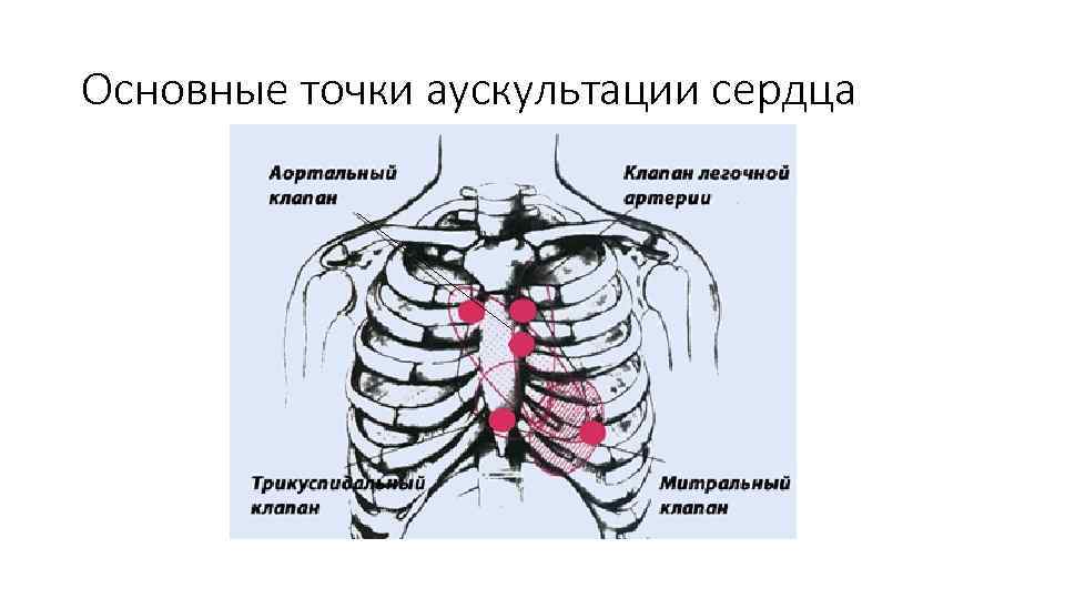 Основные точки аускультации сердца 