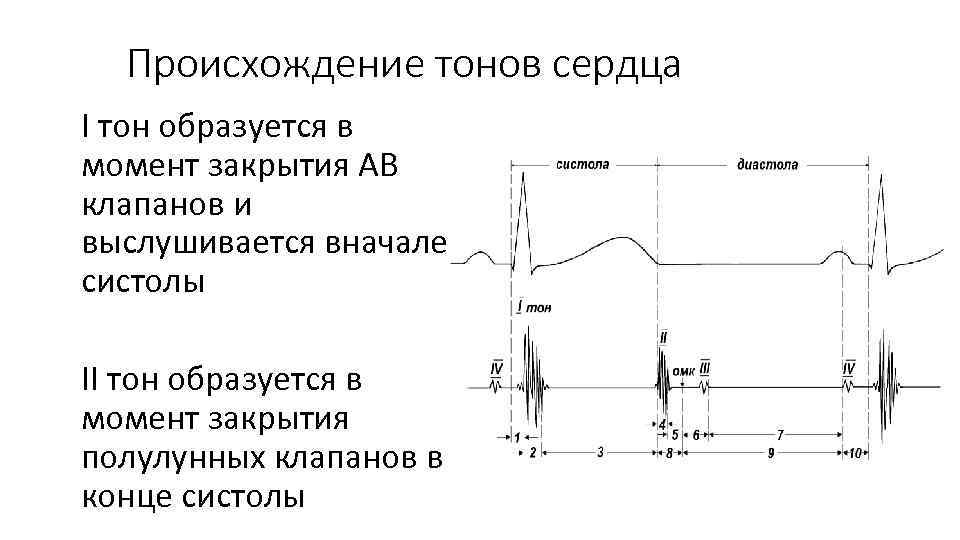 Происхождение тонов сердца I тон образуется в момент закрытия АВ клапанов и выслушивается вначале