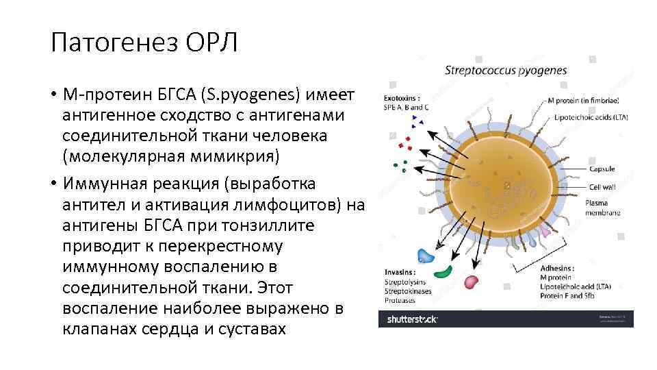 Патогенез ОРЛ • М-протеин БГСА (S. pyogenes) имеет антигенное сходство с антигенами соединительной ткани