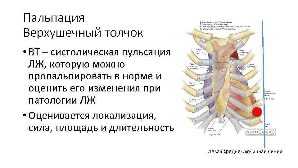 Пальпация Верхушечный толчок • ВТ – систолическая пульсация ЛЖ, которую можно пропальпировать в норме