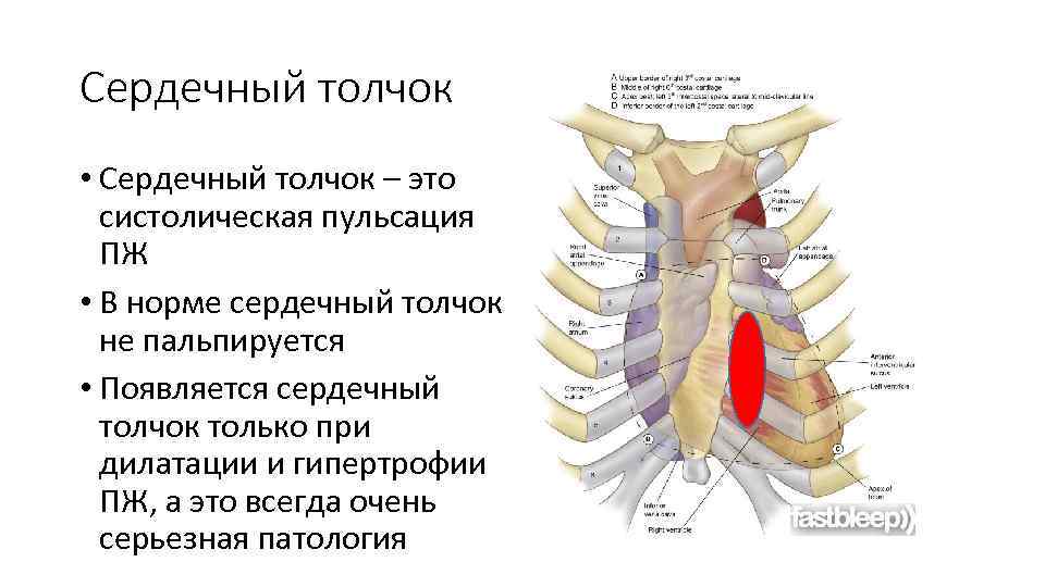 Сердечный толчок • Сердечный толчок – это систолическая пульсация ПЖ • В норме сердечный