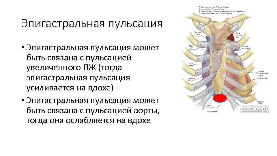 Эпигастральная пульсация • Эпигастральная пульсация может быть связана с пульсацией увеличенного ПЖ (тогда эпигастральная