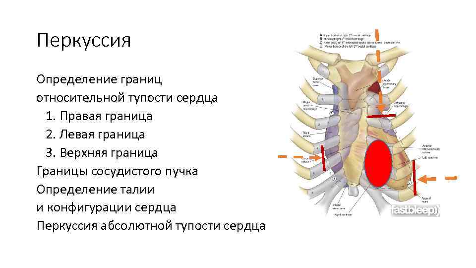 Перкуссия Определение границ относительной тупости сердца 1. Правая граница 2. Левая граница 3. Верхняя