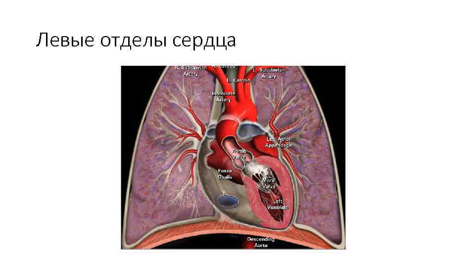 Левые отделы сердца 