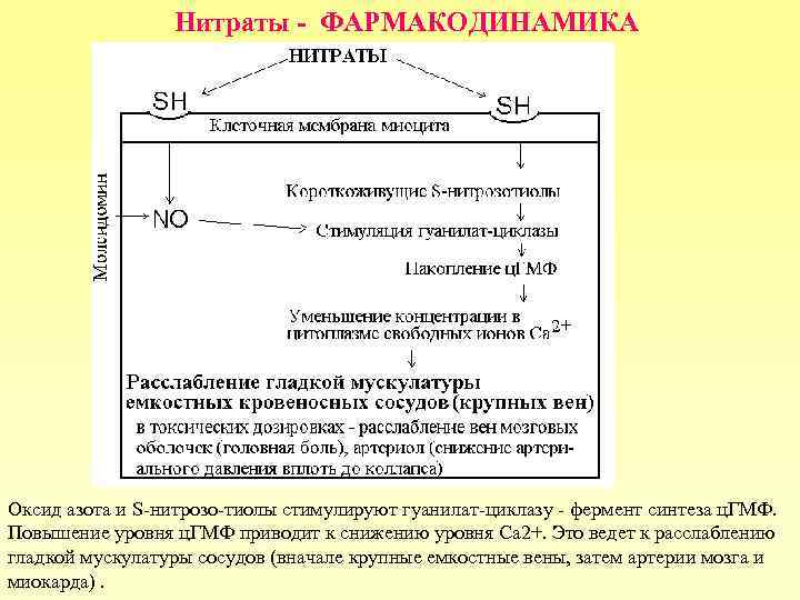 Нитраты - ФАРМАКОДИНАМИКА Оксид азота и S-нитрозо-тиолы стимулируют гуанилат-циклазу - фермент синтеза ц. ГМФ.