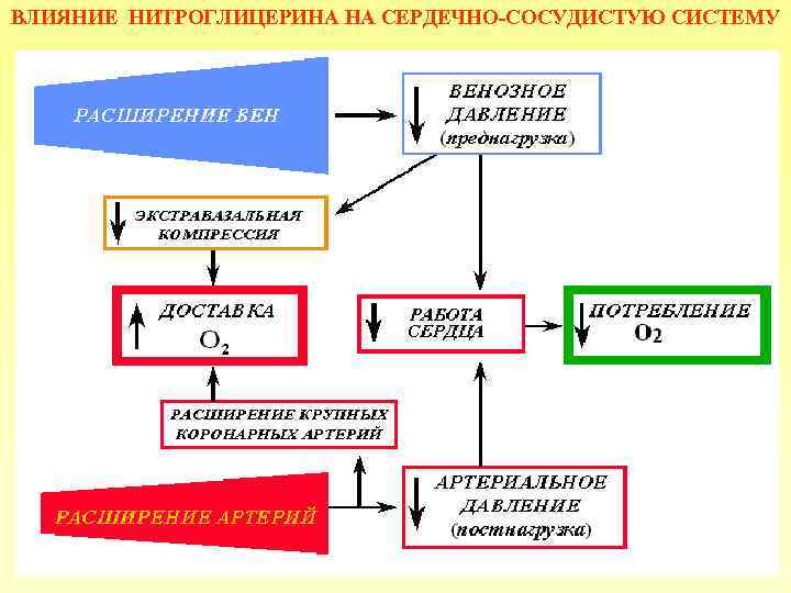 ВЛИЯНИЕ НИТРОГЛИЦЕРИНА НА СЕРДЕЧНО-СОСУДИСТУЮ СИСТЕМУ 