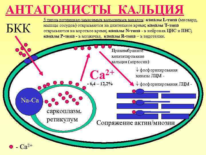 АНТАГОНИСТЫ КАЛЬЦИЯ БКК 5 типов потенциал-зависимых кальциевых каналов: каналы L-типа (миокард, мышцы сосудов) открываются