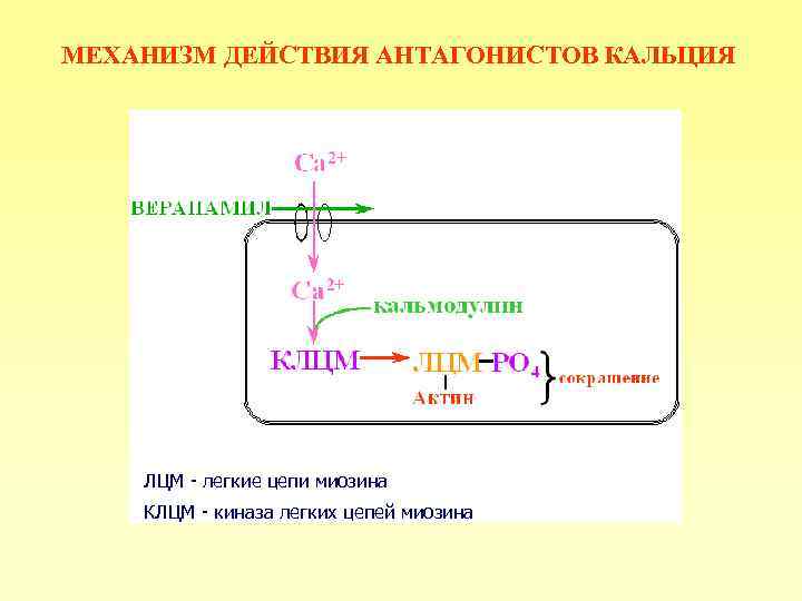 МЕХАНИЗМ ДЕЙСТВИЯ АНТАГОНИСТОВ КАЛЬЦИЯ ЛЦМ - легкие цепи миозина КЛЦМ - киназа легких цепей