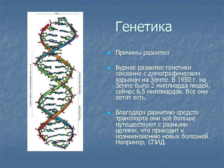 Генетика n n n Причины развития Бурное развитие генетики связанно с демографическим взрывом на