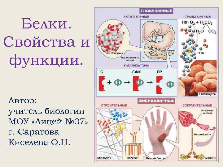 Белки. Свойства и функции. Автор: учитель биологии МОУ «Лицей № 37» г. Саратова Киселева