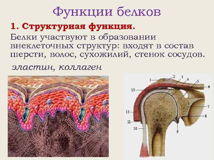 Функции белков 1. Структурная функция. Белки участвуют в образовании внеклеточных структур: входят в состав