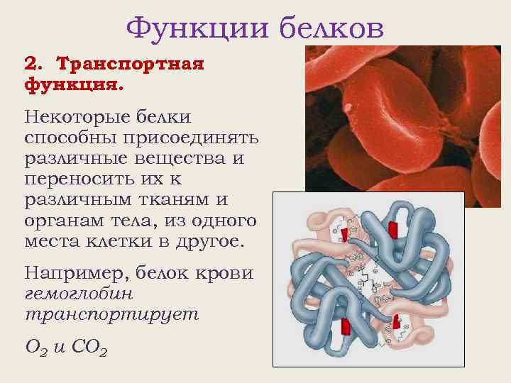 Функции белков 2. Транспортная функция. Некоторые белки способны присоединять различные вещества и переносить их