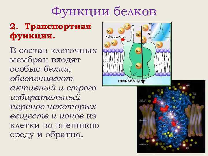 Функции белков 2. Транспортная функция. В состав клеточных мембран входят особые белки, обеспечивают активный