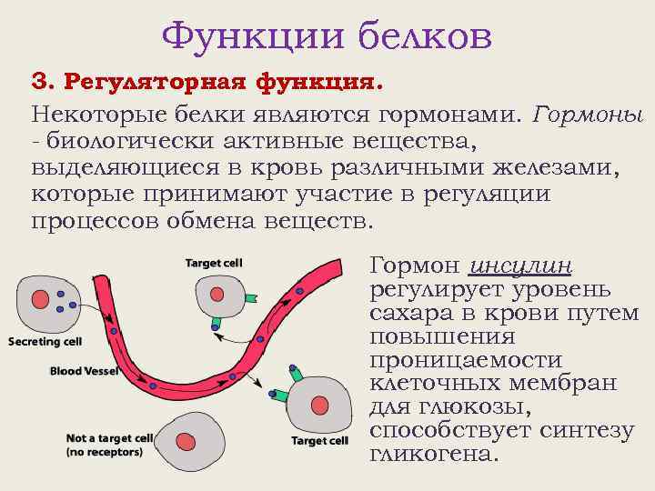 Функции белков 3. Регуляторная функция. Некоторые белки являются гормонами. Гормоны - биологически активные вещества,