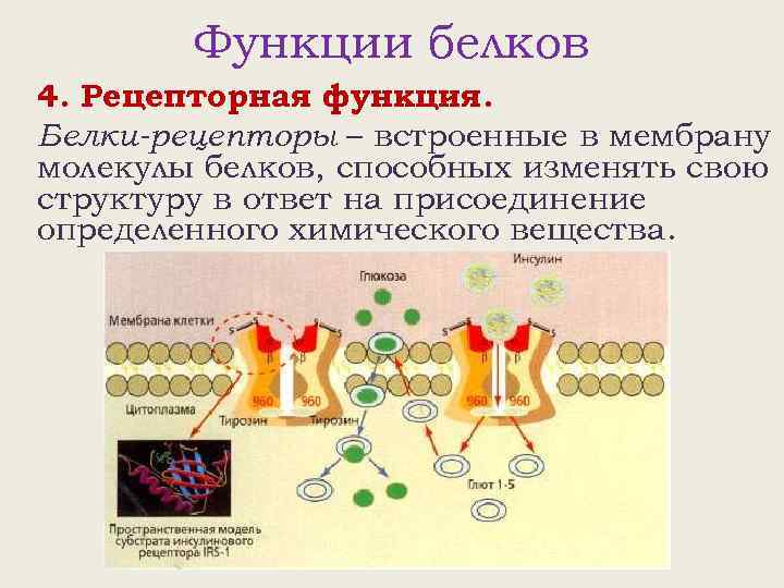 Функции белков 4. Рецепторная функция. Белки-рецепторы – встроенные в мембрану молекулы белков, способных изменять