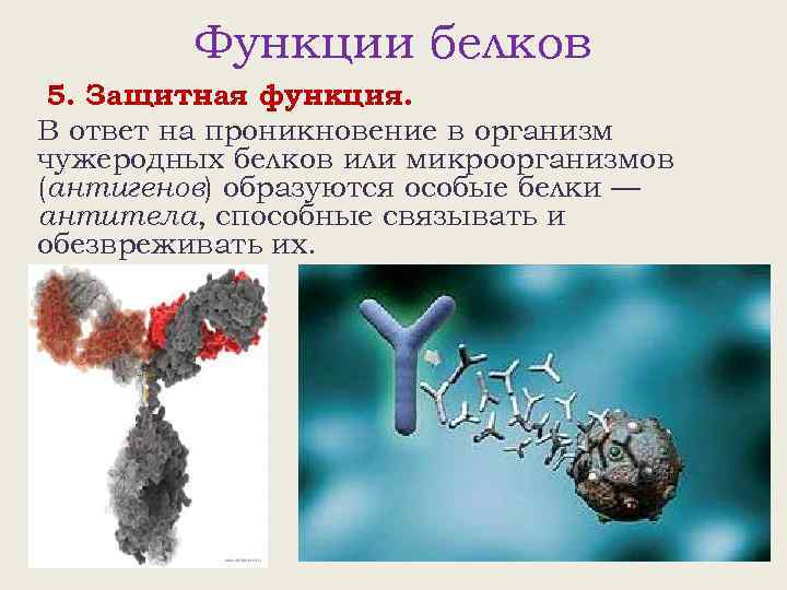 Функции белков 5. Защитная функция. В ответ на проникновение в организм чужеродных белков или