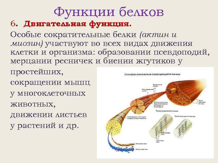 Функции белков 6. Двигательная функция. Особые сократительные белки (актин и миозин) участвуют во всех