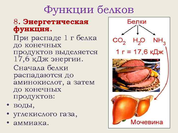 Функции белков 8. Энергетическая функция. При распаде 1 г белка до конечных продуктов выделяется