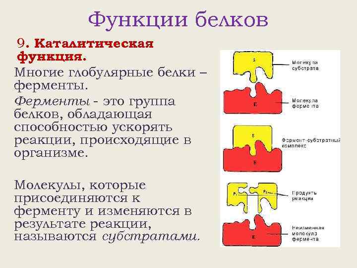 Функции белков 9. Каталитическая функция. Многие глобулярные белки – ферменты. Ферменты - это группа