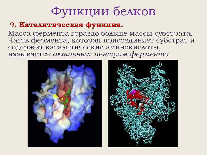 Функции белков 9. Каталитическая функция. Масса фермента гораздо больше массы субстрата. Часть фермента, которая