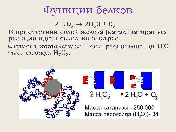 Функции белков 2 Н 202 → 2 Н 20 + 02 В присутствии солей