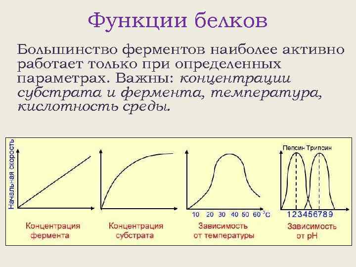 Функции белков Большинство ферментов наиболее активно работает только при определенных параметрах. Важны: концентрации субстрата