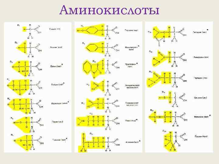 Аминокислоты 