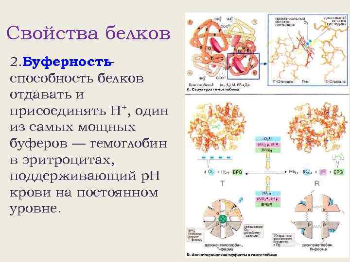 Свойства белков 2. Буферностьспособность белков отдавать и присоединять Н+, один из самых мощных буферов