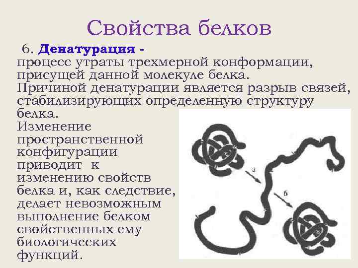 Свойства белков 6. Денатурация процесс утраты трехмерной конформации, присущей данной молекуле белка. Причиной денатурации