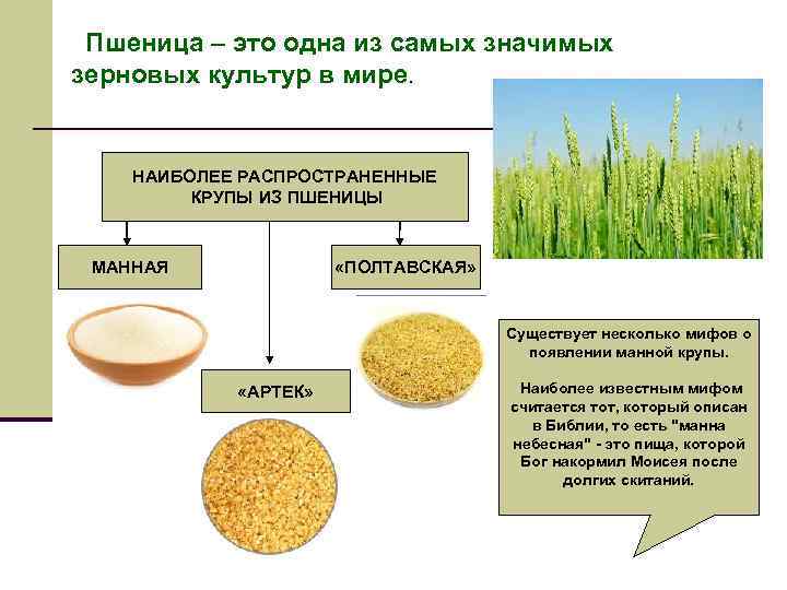  Пшеница – это одна из самых значимых зерновых культур в мире. НАИБОЛЕЕ РАСПРОСТРАНЕННЫЕ