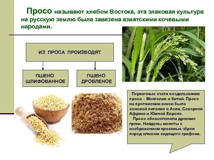  Просо называют хлебом Востока, эта злаковая культура на русскую землю была завезена азиатскими