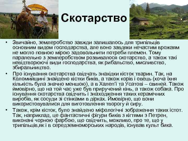Скотарство • Звичайно, землеробство завжди залишалось для трипільців основним видом господарства, але воно завдяки