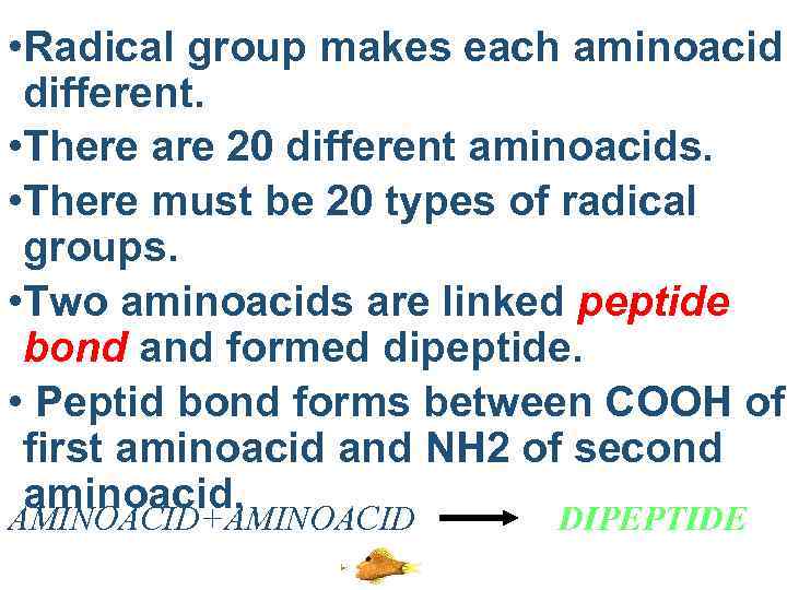  • Radical group makes each aminoacid different. • There are 20 different aminoacids.