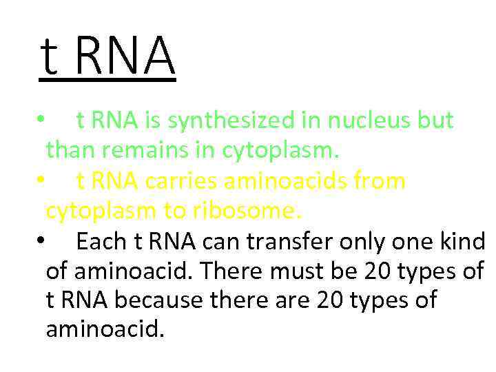 t RNA • t RNA is synthesized in nucleus but than remains in cytoplasm.