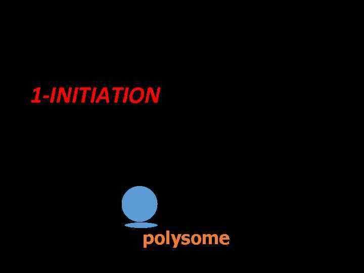  • Occurs in three stages; initiation, elongation and termination. 1 -INITIATION • Ribosomal