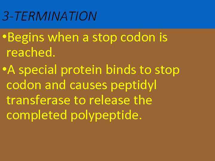 3 -TERMINATION • Begins when a stop codon is reached. • A special protein