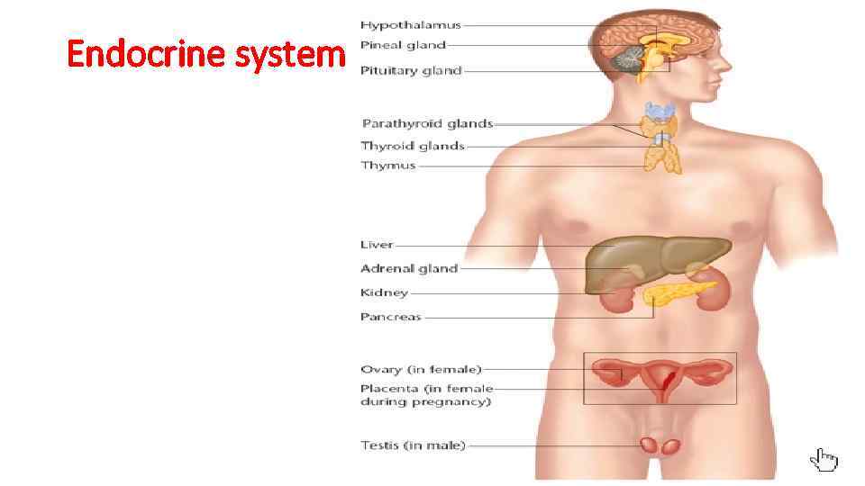 Endocrine system 