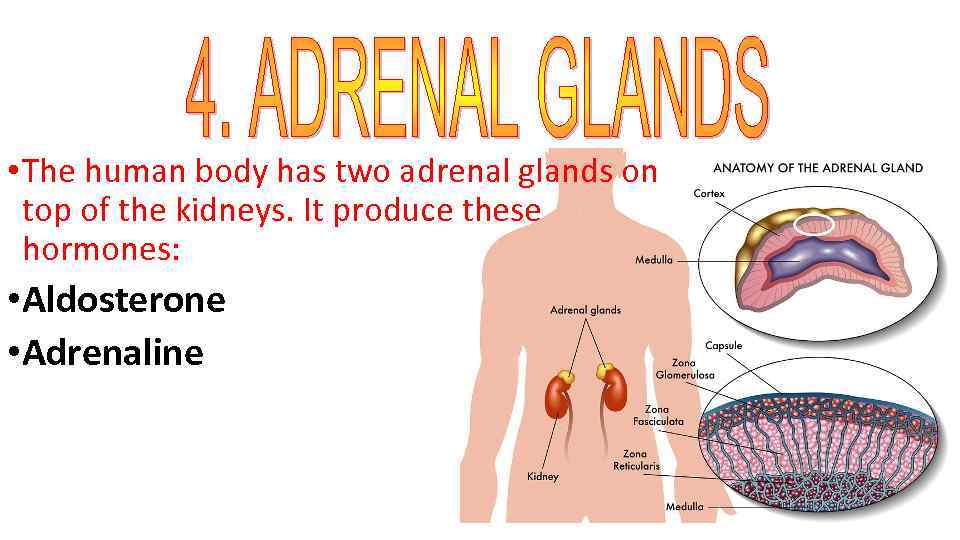  • The human body has two adrenal glands on top of the kidneys.