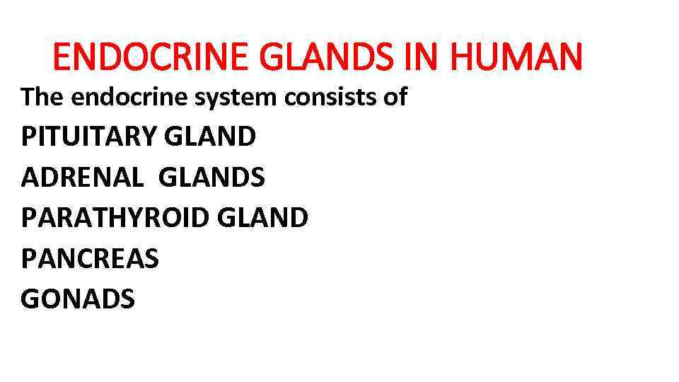 ENDOCRINE GLANDS IN HUMAN The endocrine system consists of PITUITARY GLAND ADRENAL GLANDS PARATHYROID
