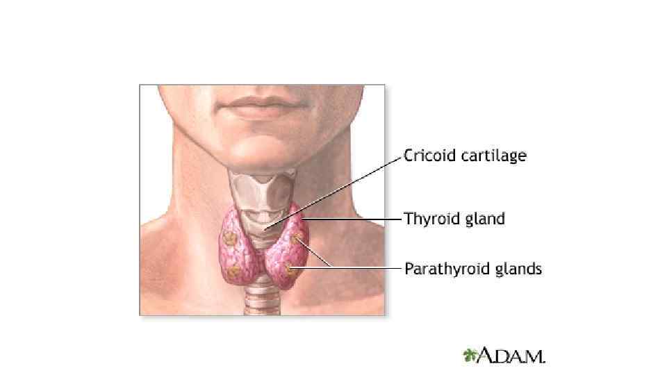 No tengo glandula tiroides
