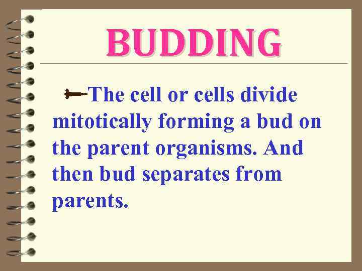 BUDDING The cell or cells divide mitotically forming a bud on the parent organisms.