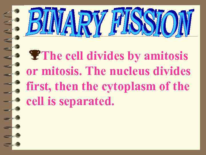  The cell divides by amitosis or mitosis. The nucleus divides first, then the