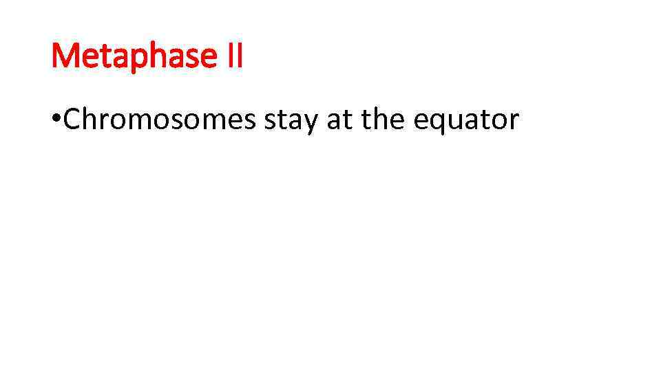 Metaphase II • Chromosomes stay at the equator 
