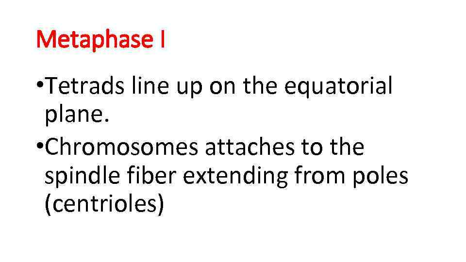 Metaphase I • Tetrads line up on the equatorial plane. • Chromosomes attaches to